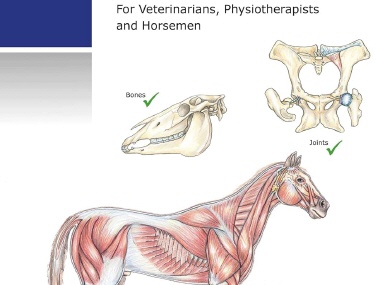 Horse Anatomy