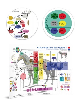 Akupunkturtafel Pferd 7