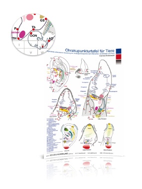 Ohrakupunkturtafel f&uuml;r Tiere
