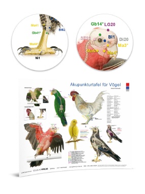 Akupunkturtafel Vogel